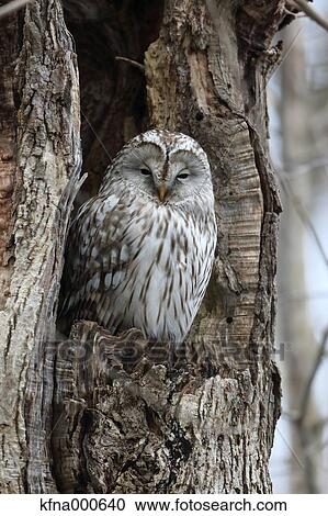 Ural Owl View Large Photo Image Stock Image - Ural Owl. Fotosearch