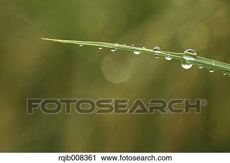 Stock Image - Water drops on leaves. Fotosearch