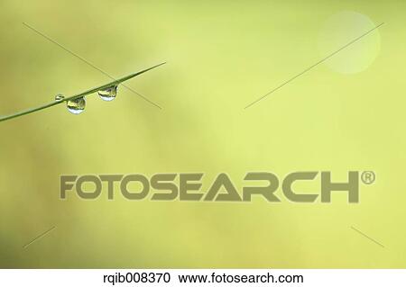 Water drops on leaves View Large Photo Image Stock Image - Water drops on leaves. Fotosearch