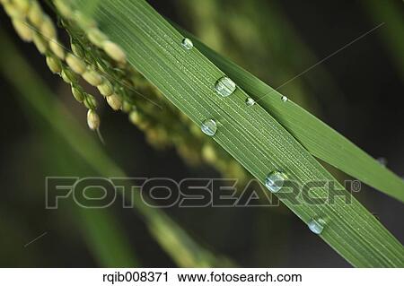 Stock Image - Water drops on leaves. Fotosearch