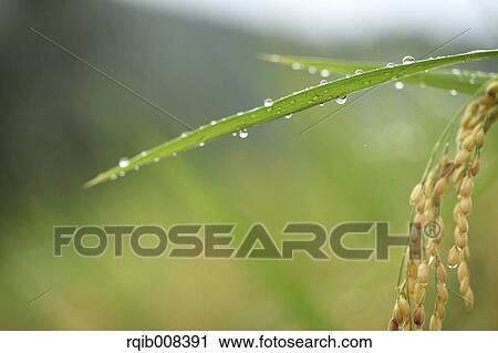 Stock Image - Water drops on leaves. Fotosearch