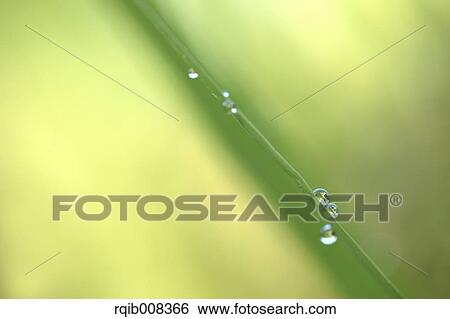 Water drops on leaves View Large Photo Image Stock Photograph - Water drops on leaves. Fotosearch