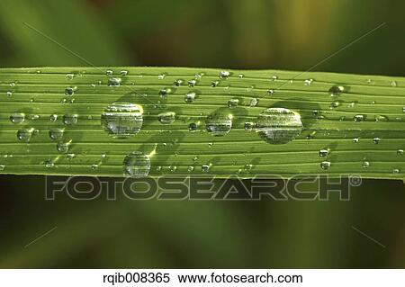 Stock Photography - Water drops on leaves. Fotosearch