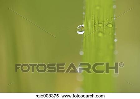 Stock Photography - Water drops on leaves. Fotosearch