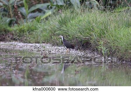 White-Breasted Waterhen View Large Photo Image Stock Image - White-Breasted Waterhen. Fotosearch