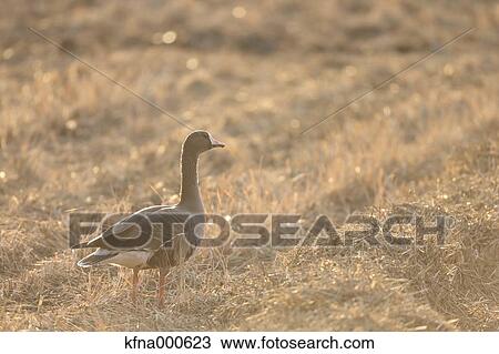 Stock Image - White-Fronted Goose. Fotosearch