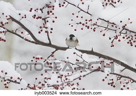 Willow Tit View Large Photo Image Picture - Willow Tit. Fotosearch