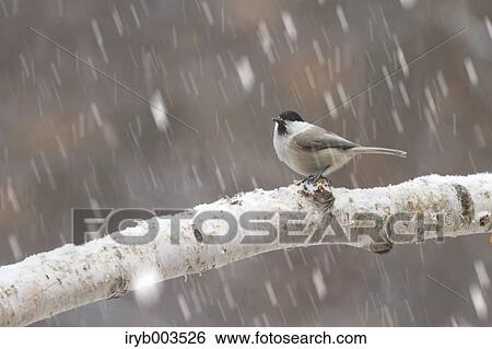 Willow Tit View Large Photo Image Stock Photograph - Willow Tit. Fotosearch