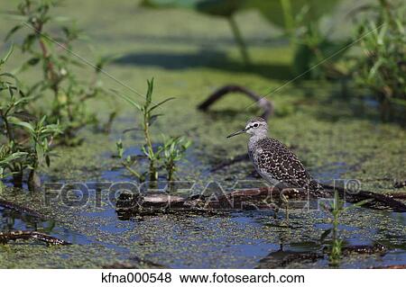 Wood Sandpiper View Large Photo Image Stock Photo - Wood Sandpiper. Fotosearch
