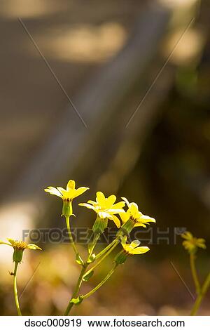 Yellow flowers View Large Photo Image Stock Photo - Yellow flowers. Fotosearch