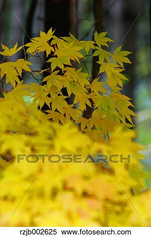 Stock Photography - Yellow maple leaves. Fotosearch
