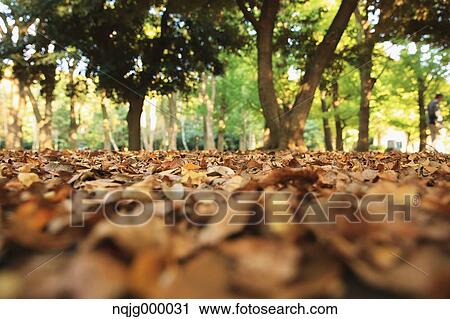 Autumn leaves View Large Photo Image Stock Image - Autumn leaves. Fotosearch