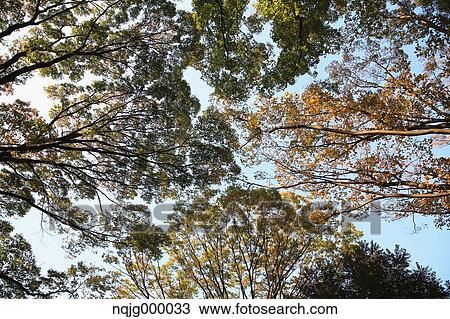 Autumn leaves View Large Photo Image Stock Image - Autumn leaves. Fotosearch