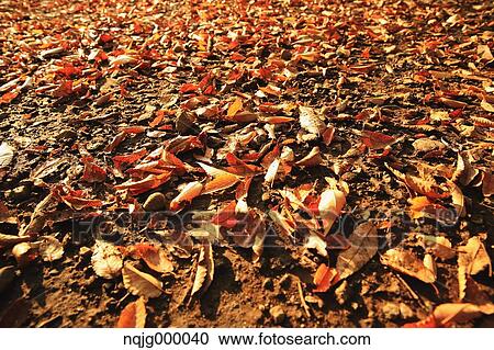 Autumn leaves View Large Photo Image Stock Image - Autumn leaves. Fotosearch