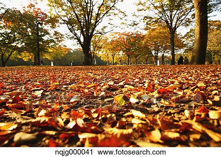 Autumn leaves View Large Photo Image Stock Image - Autumn leaves. Fotosearch