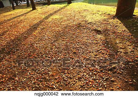 Autumn leaves View Large Photo Image Stock Image - Autumn leaves. Fotosearch