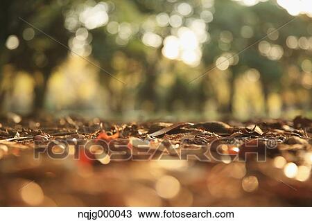 Autumn leaves View Large Photo Image Stock Image - Autumn leaves. Fotosearch
