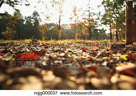 Autumn leaves View Large Photo Image Stock Photo - Autumn leaves. Fotosearch