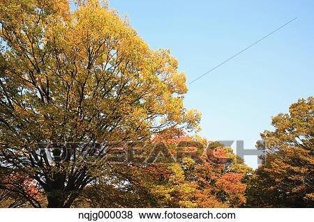 Autumn leaves View Large Photo Image Stock Photo - Autumn leaves. Fotosearch