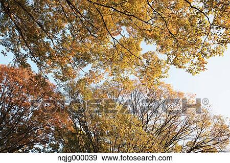 Autumn leaves View Large Photo Image Stock Photo - Autumn leaves. Fotosearch