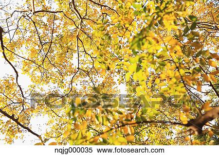 Autumn leaves View Large Photo Image Stock Photography - Autumn leaves. Fotosearch