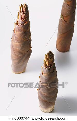Bamboo Sprout View Large Photo Image Picture - Bamboo Sprout. Fotosearch