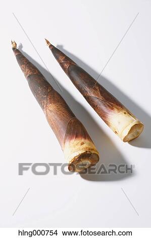 Bamboo Sprout View Large Photo Image Picture - Bamboo Sprout. Fotosearch
