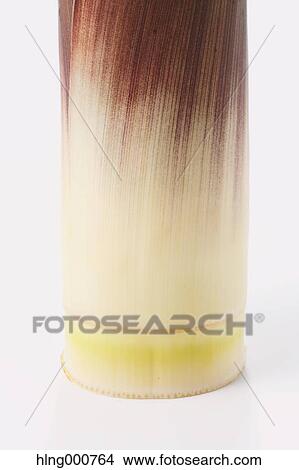 Bamboo Sprout View Large Photo Image Picture - Bamboo Sprout. Fotosearch