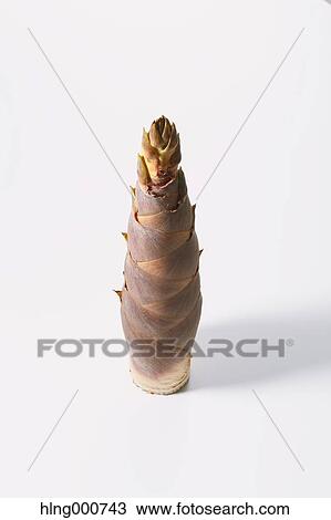 Bamboo Sprout View Large Photo Image Stock Image - Bamboo Sprout. Fotosearch