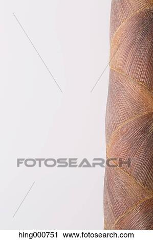 Stock Image - Bamboo Sprout. Fotosearch