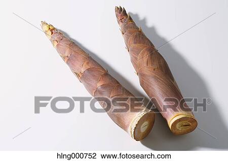 Bamboo Sprout View Large Photo Image Stock Image - Bamboo Sprout. Fotosearch