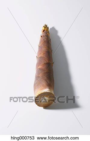Stock Image - Bamboo Sprout. Fotosearch