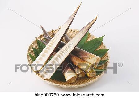 Bamboo Sprout View Large Photo Image Stock Image - Bamboo Sprout. Fotosearch