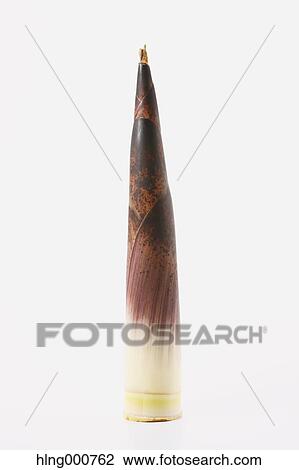 Bamboo Sprout View Large Photo Image Stock Image - Bamboo Sprout. Fotosearch