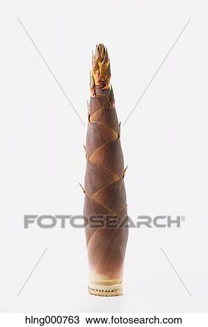 Bamboo Sprout View Large Photo Image Stock Image - Bamboo Sprout. Fotosearch