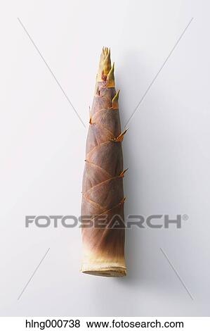 Bamboo Sprout View Large Photo Image Stock Photo - Bamboo Sprout. Fotosearch