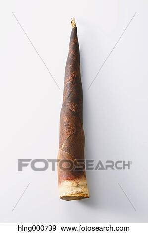Bamboo Sprout View Large Photo Image Stock Photo - Bamboo Sprout. Fotosearch