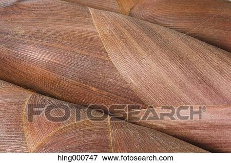 Bamboo Sprout View Large Photo Image Stock Photo - Bamboo Sprout. Fotosearch