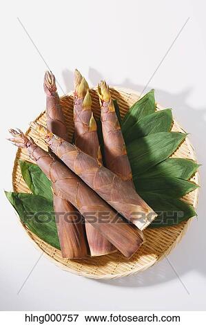 Bamboo Sprout View Large Photo Image Stock Photo - Bamboo Sprout. Fotosearch
