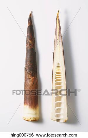 Bamboo Sprout View Large Photo Image Stock Photograph - Bamboo Sprout. Fotosearch