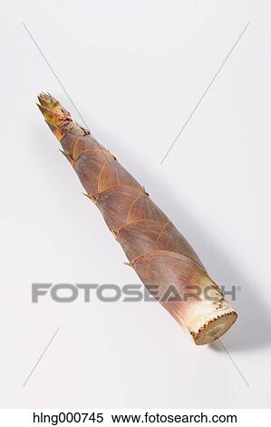 Bamboo Sprout View Large Photo Image Stock Photography - Bamboo Sprout. Fotosearch