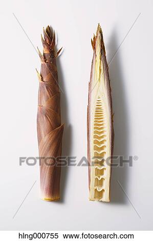 Stock Photography - Bamboo Sprout. Fotosearch