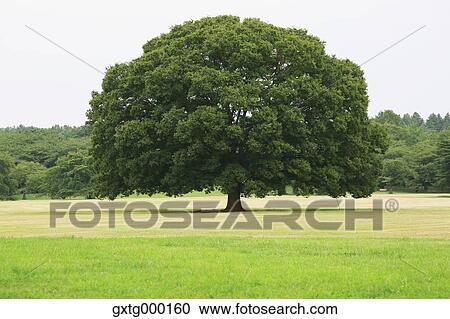 Big tree in a park View Large Photo Image Stock Image - Big tree in a park. Fotosearch