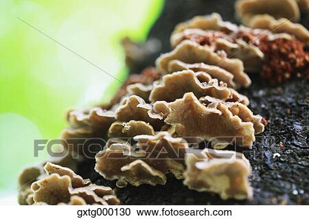 Stock Image - Bitter Oyster mushrooms on tree trunk. Fotosearch