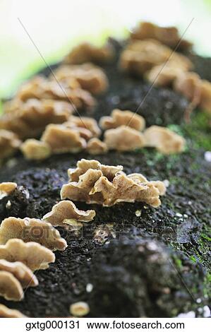 Stock Image - Bitter Oyster mushrooms on tree trunk. Fotosearch