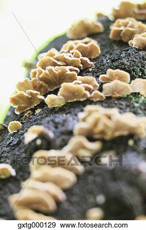 Stock Photo - Bitter Oyster mushrooms on tree trunk. Fotosearch