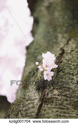 Cherry blossoms View Large Photo Image Picture - Cherry blossoms. Fotosearch