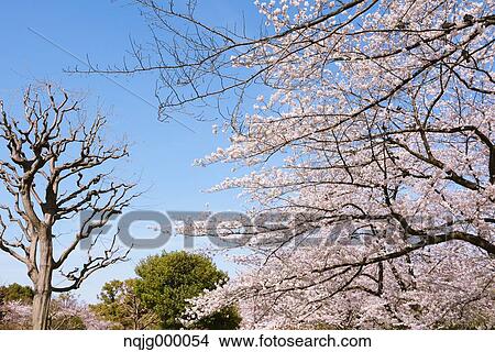 Cherry blossoms View Large Photo Image Picture - Cherry blossoms. Fotosearch