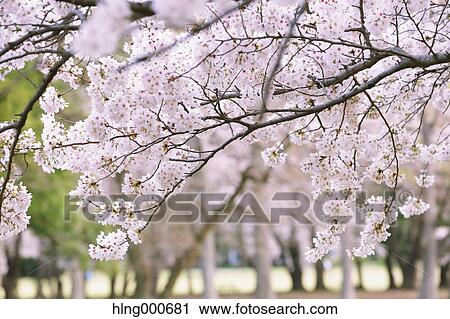 Stock Image - Cherry blossoms. Fotosearch