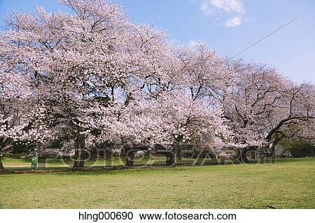 Cherry blossoms View Large Photo Image Stock Image - Cherry blossoms. Fotosearch